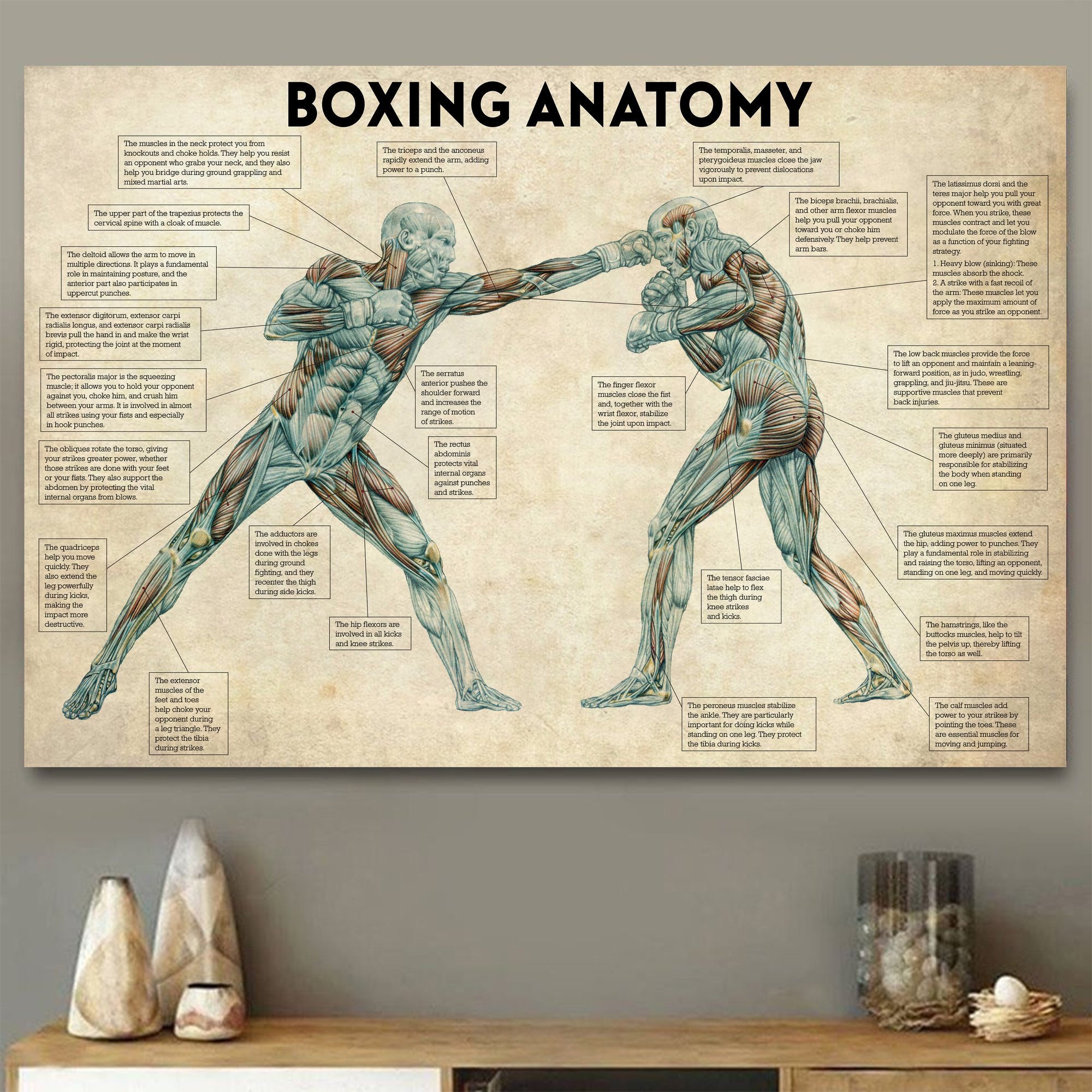 Vintage Boxing Body Anatomy Po - Sports Equipment Poster review and price