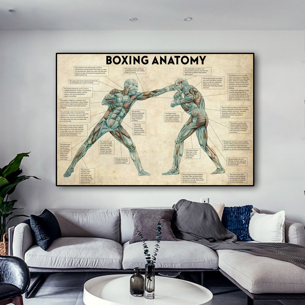 Vintage Boxing Body Anatomy Po - Sports Equipment Poster review and price